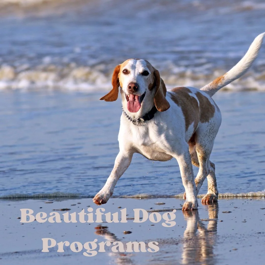 Nervous System Support for Your Stressed Dog — The Beauty of Dogs