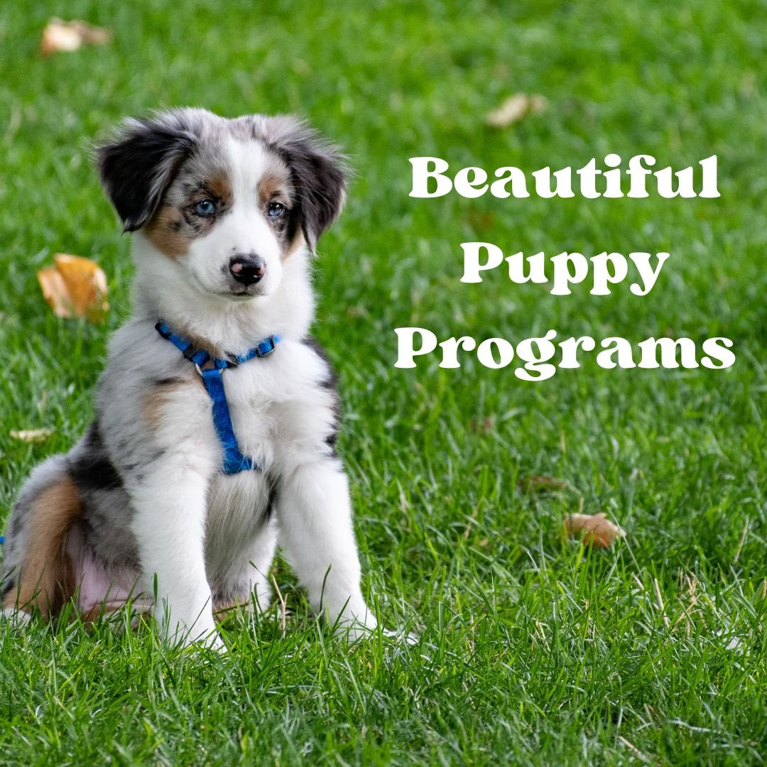 Website Program Thumbnails.jpg