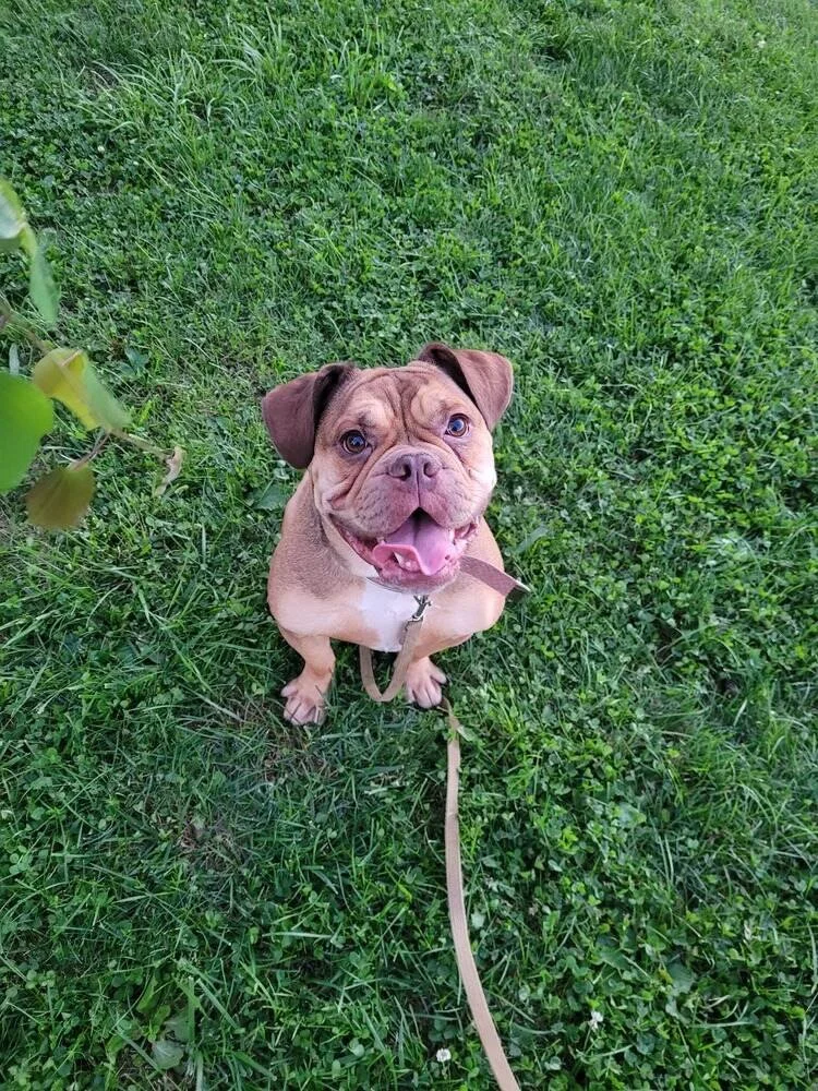 dog-behaviorist-bethlehem-pa-butter.jpg