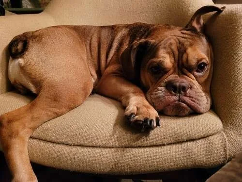 calm brown puppy after training for stress management