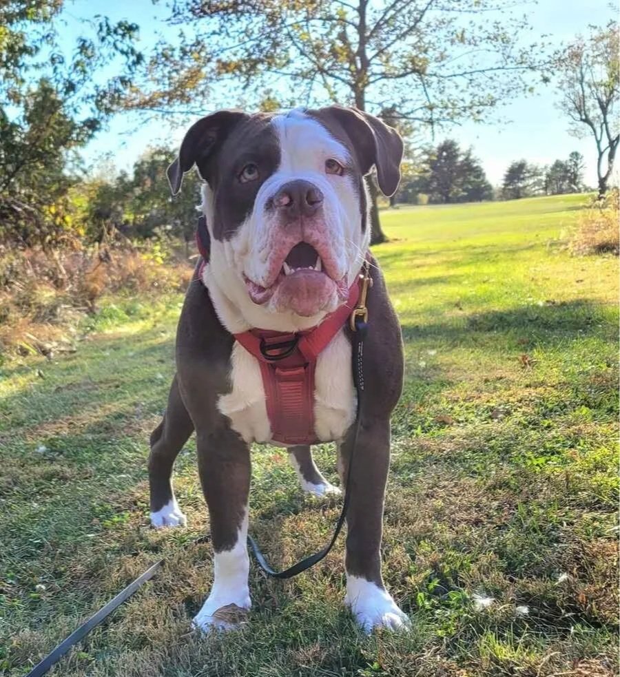 brown and white dog puppy training classes