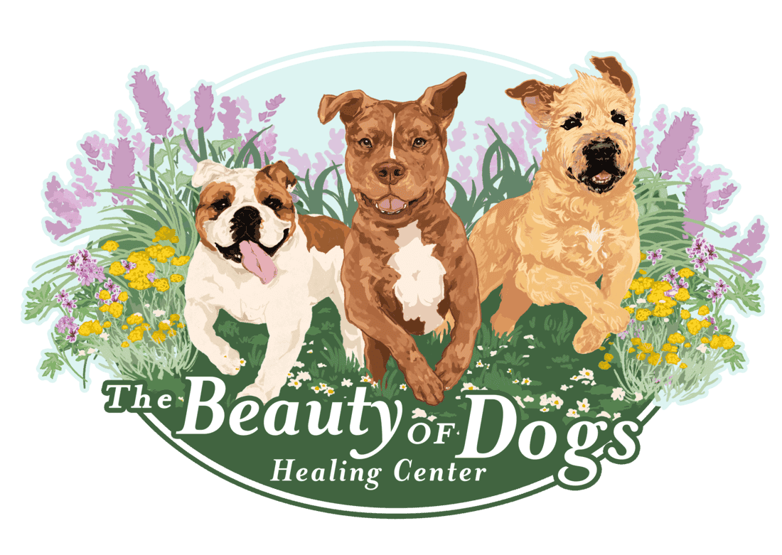 3 dogs after Dog Training for Beautiful Dogs and Puppies