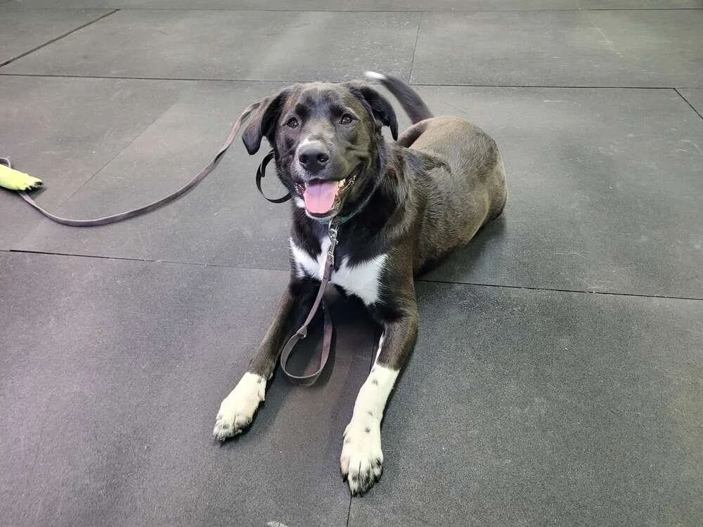 black and white dog during dog obedience training
