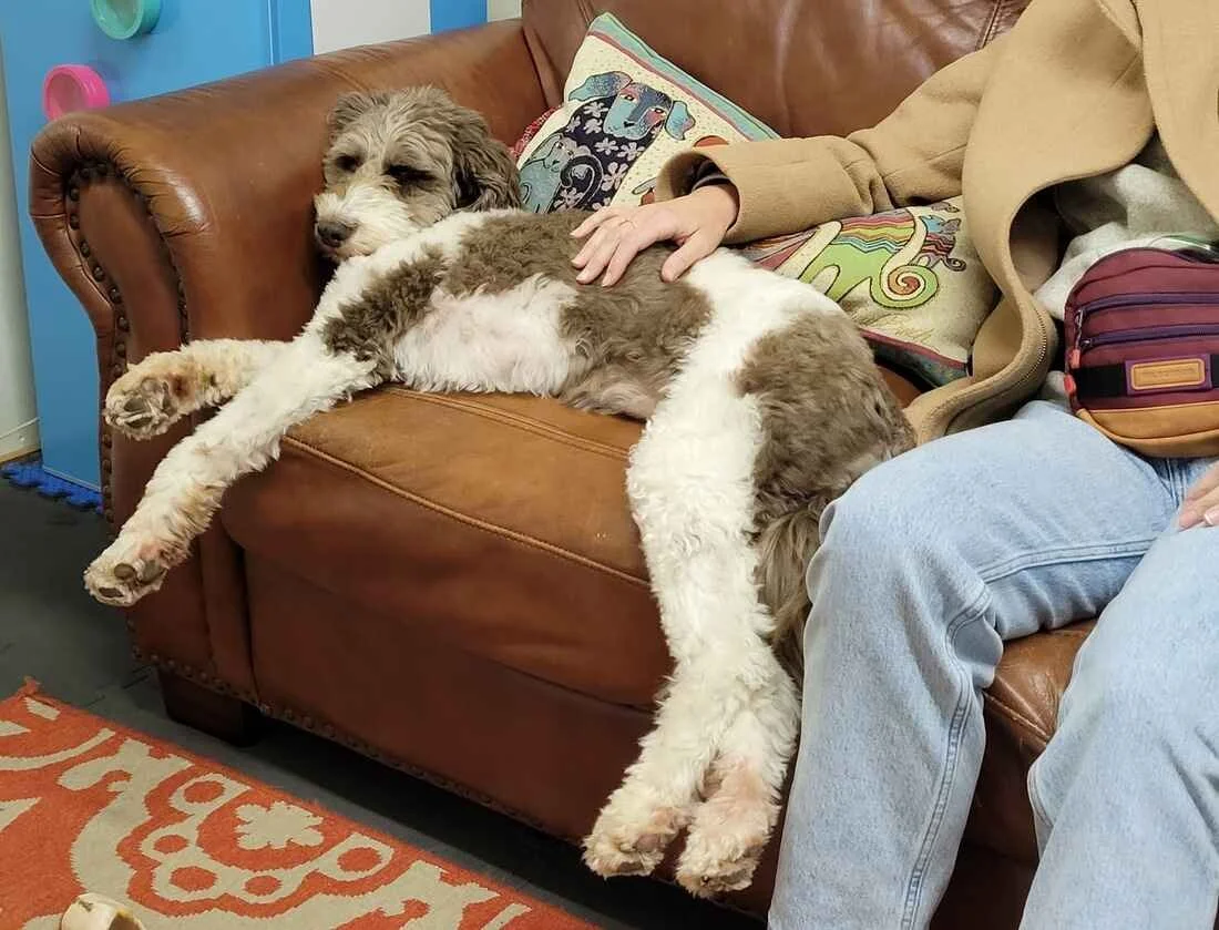 fluffy dog with human canine bond