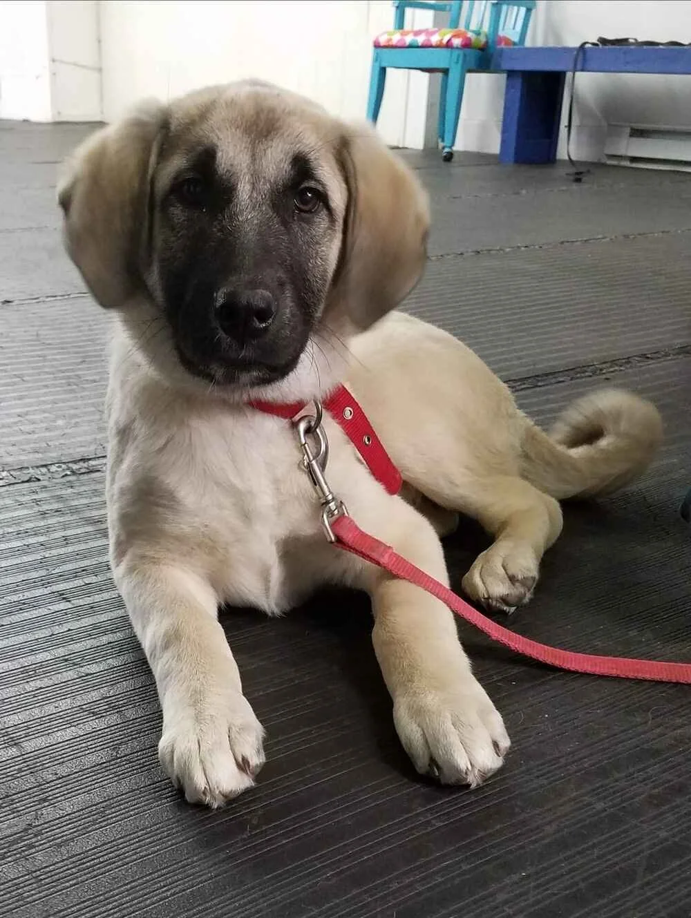 calm puppy after puppy training classes and potty training