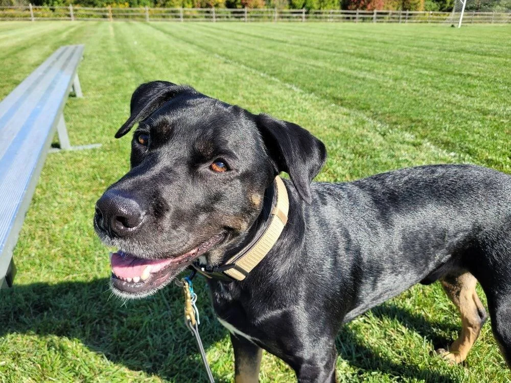 black dog ready for his dog obedience training