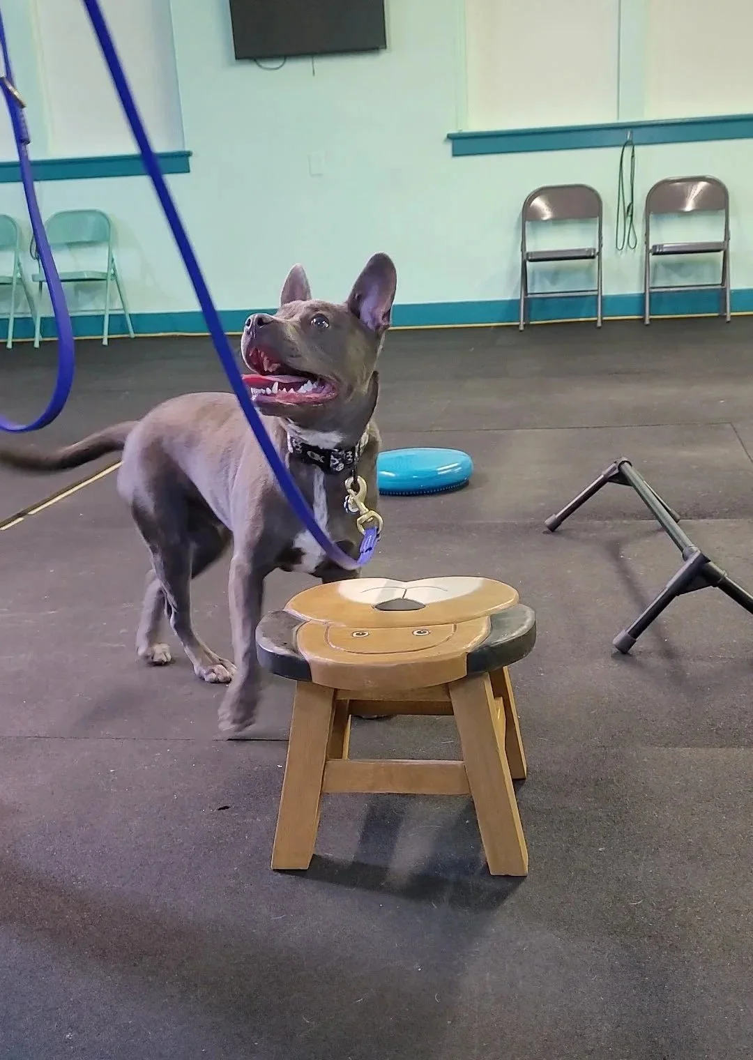puppy in training class for puppy socialization