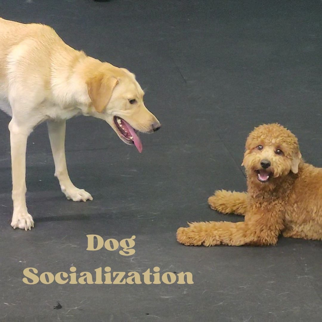 yellow lab looking at goldendoodle