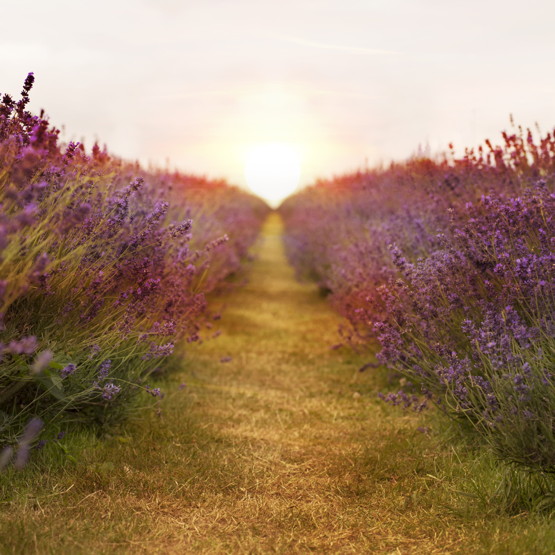 Free Community Talk: The Art of Contemplative Self-Cultivation