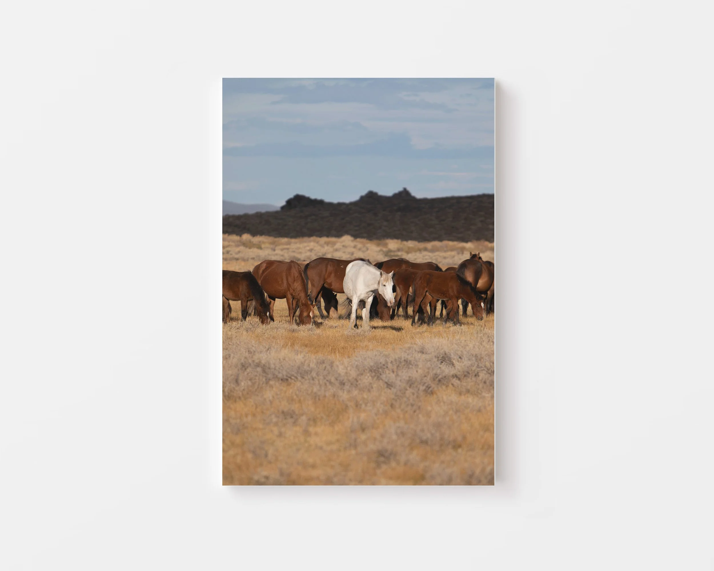 MP_Wild Horses_00.jpg