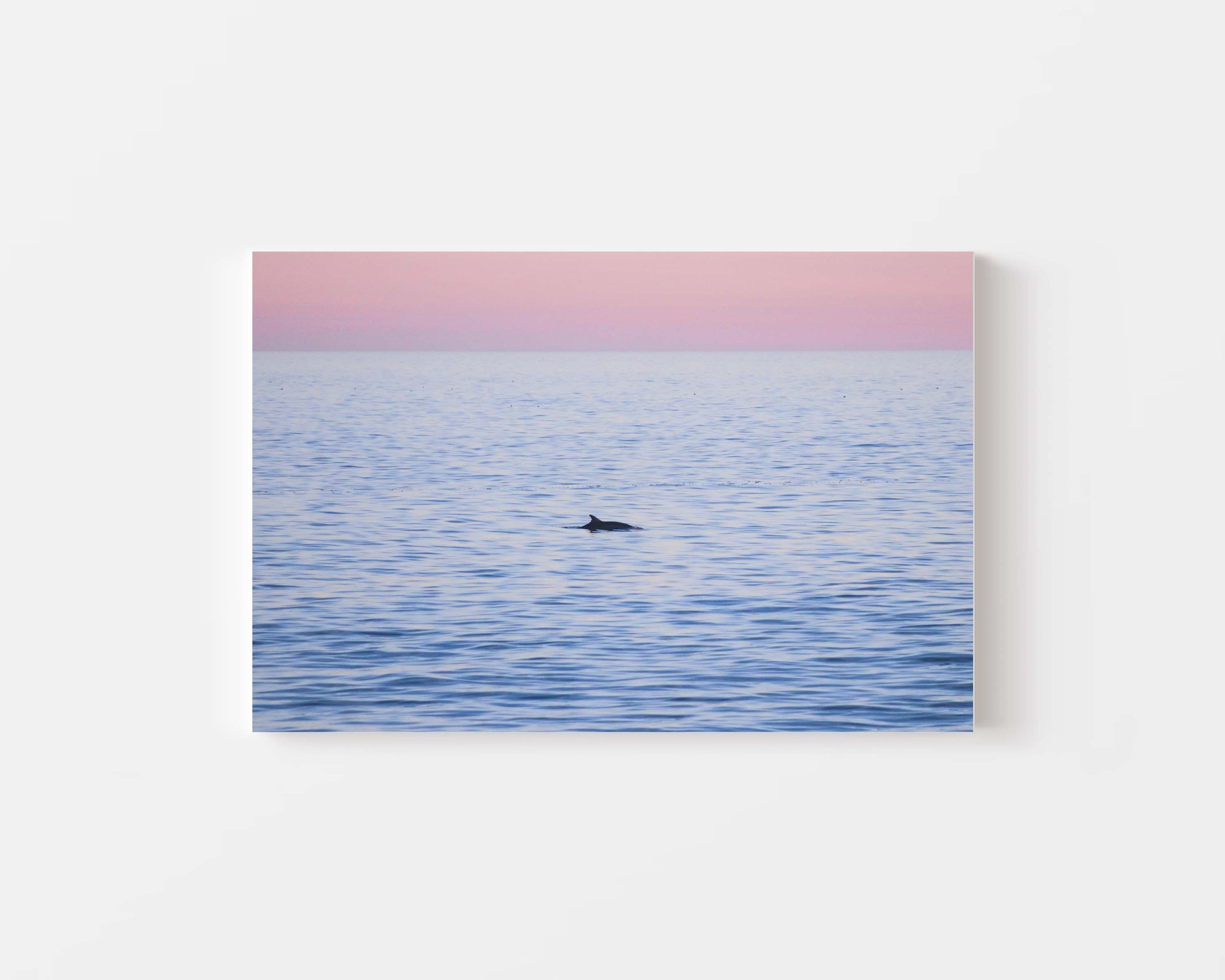 MP_Sunset Swim_00.jpg
