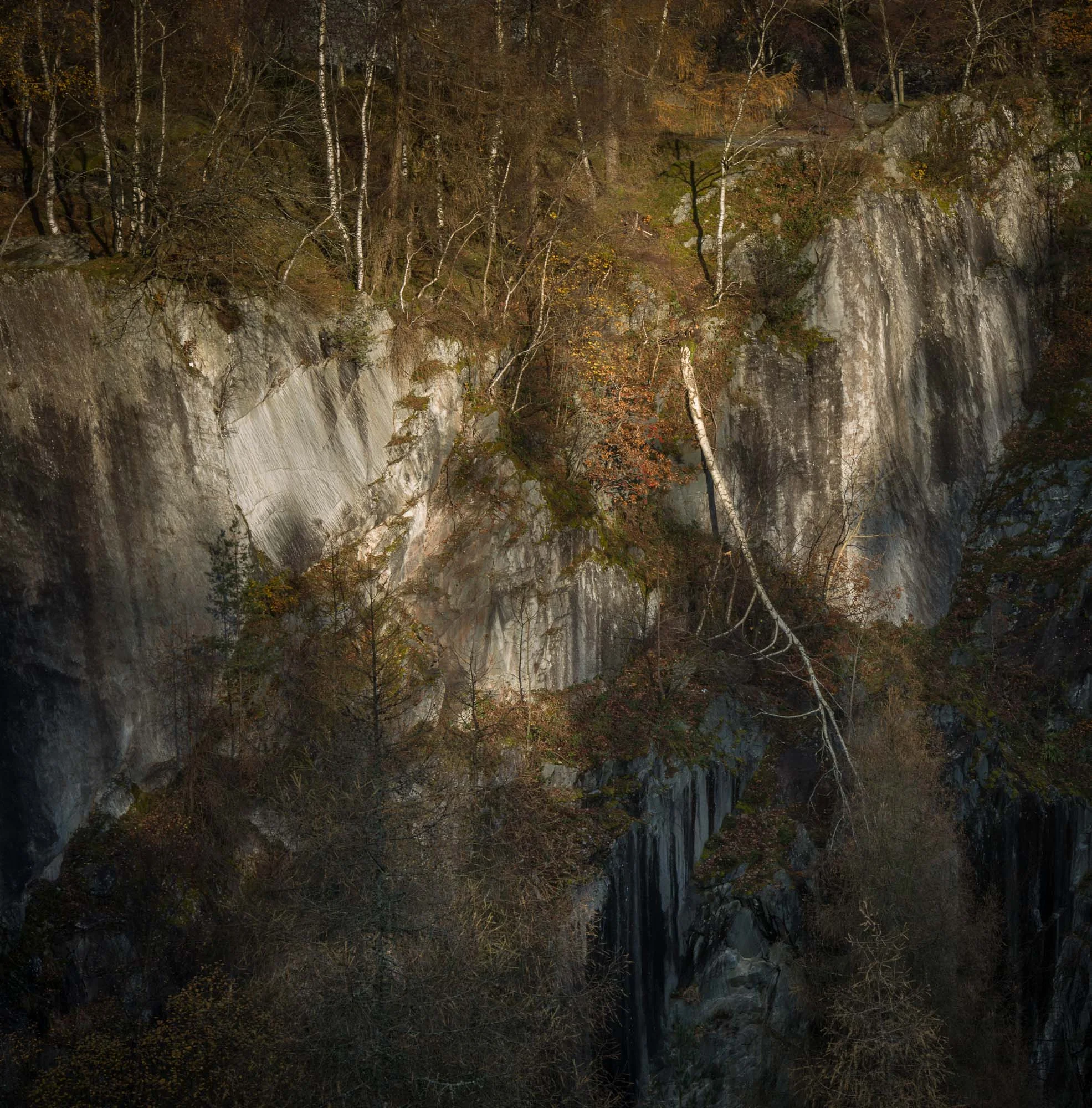 Tree falling over the edge