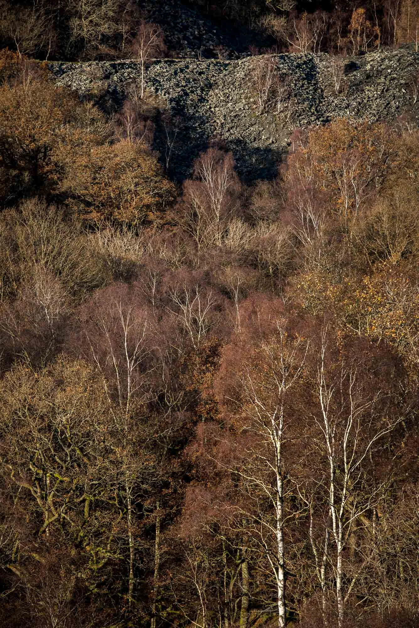 Autumn birches with slate pile