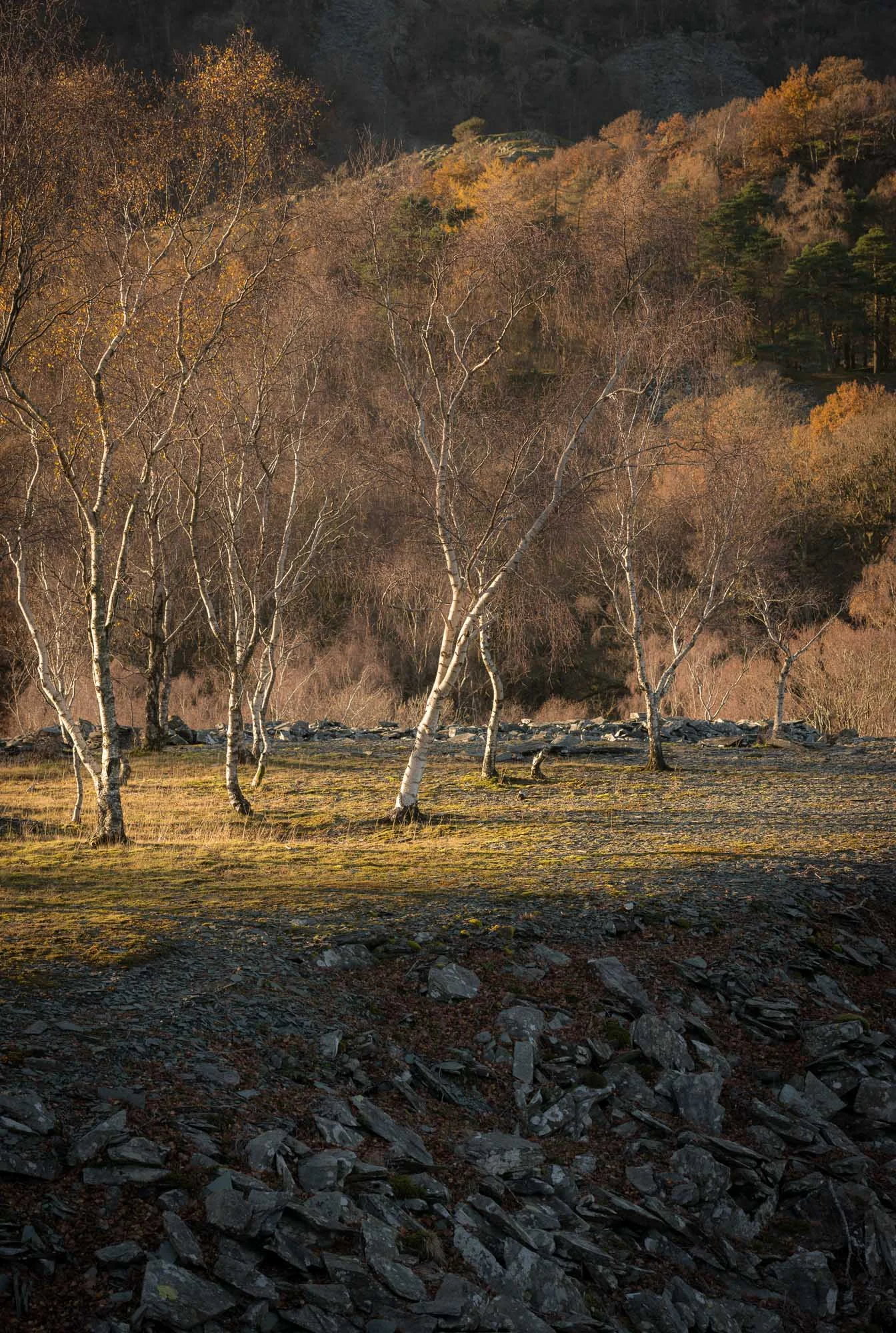 Last light on quarry birches