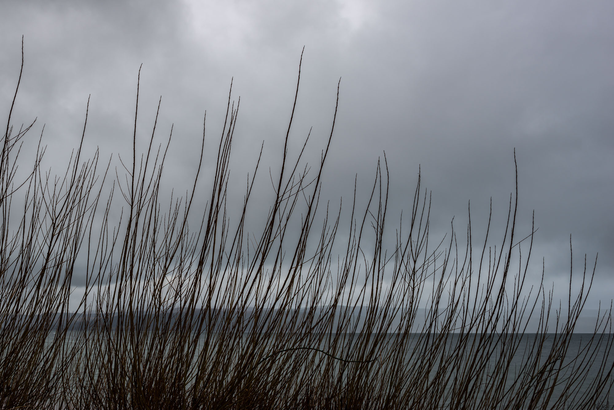 Seashore scrub with cloudy sky