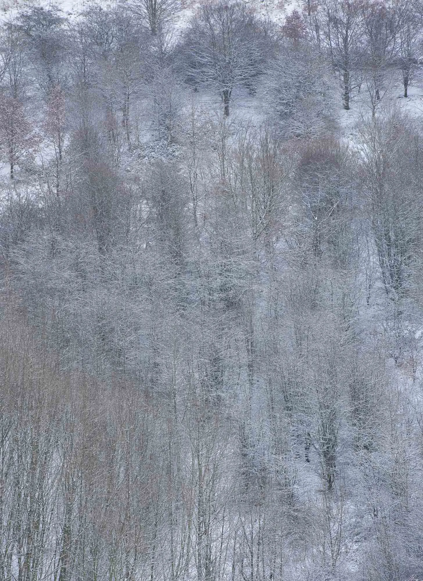 Delicate arboral snow