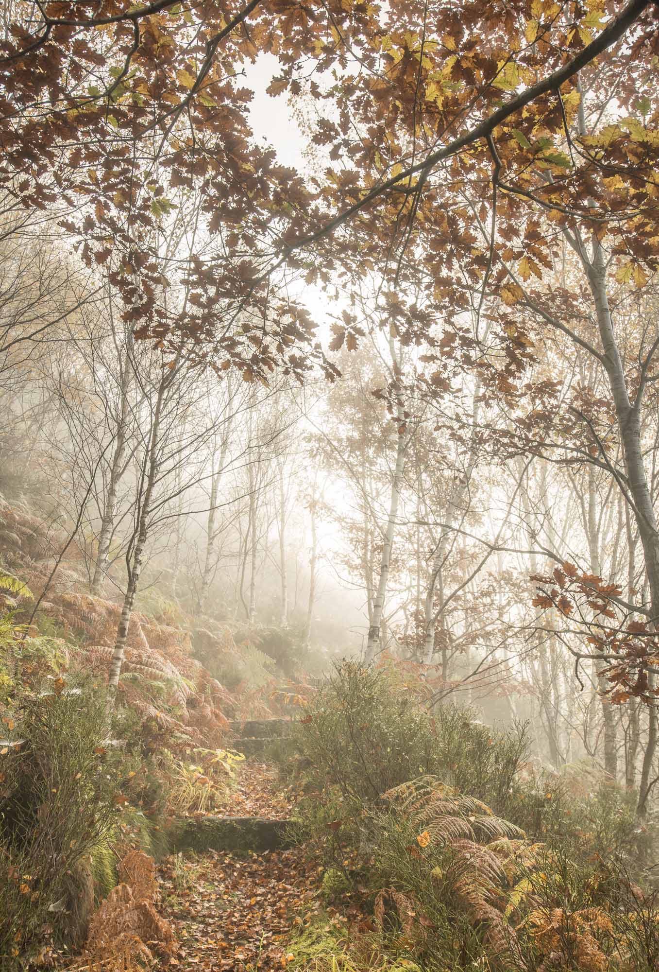 Misty path with steps and birch trees