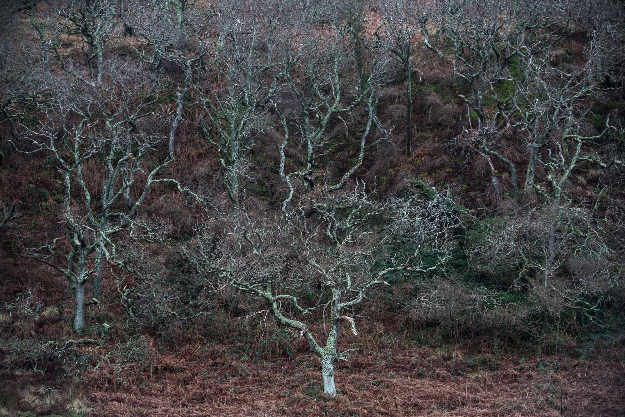 Imacher trees.jpg