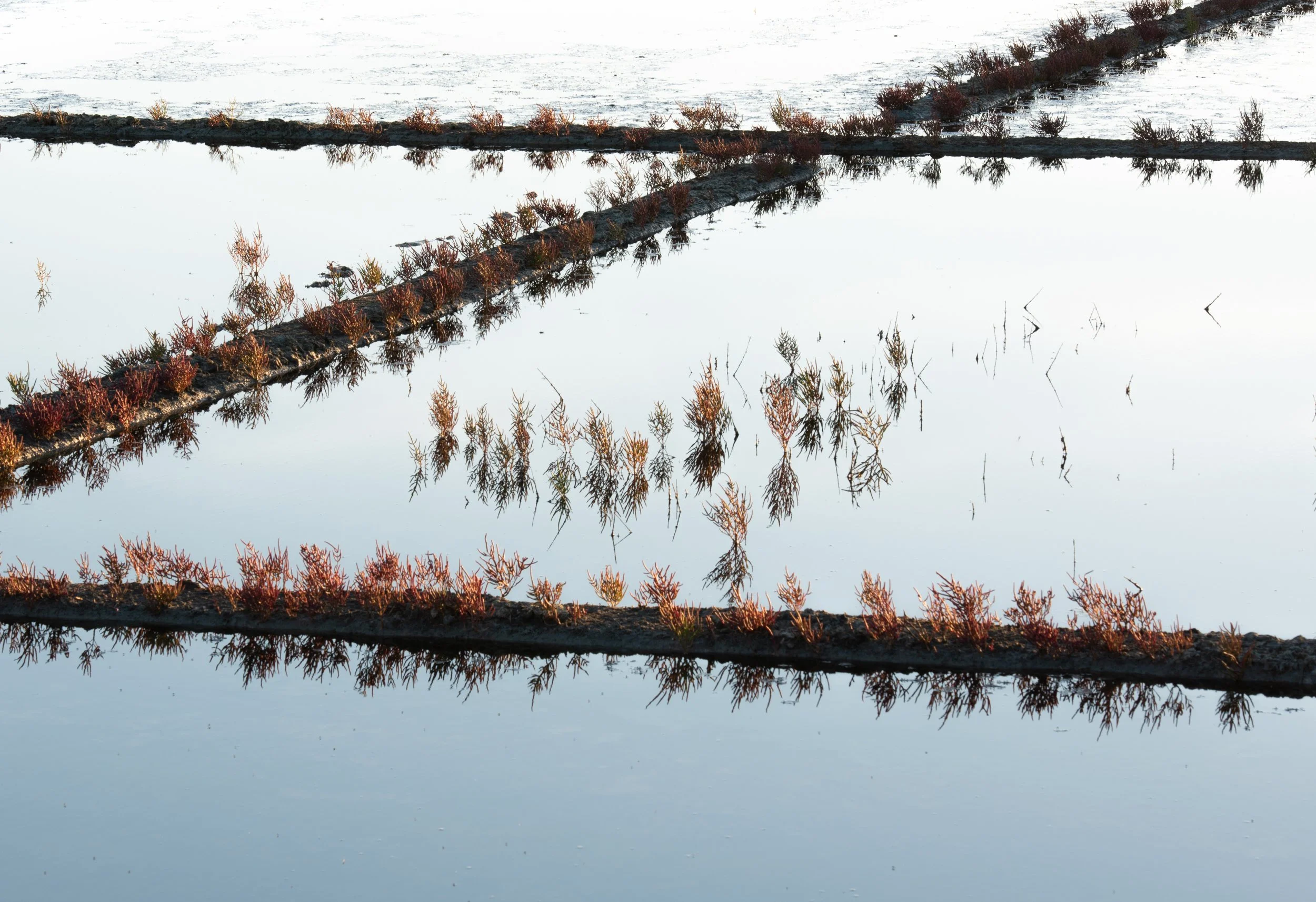 First light over salt marsh, Guérande, Brittany, France