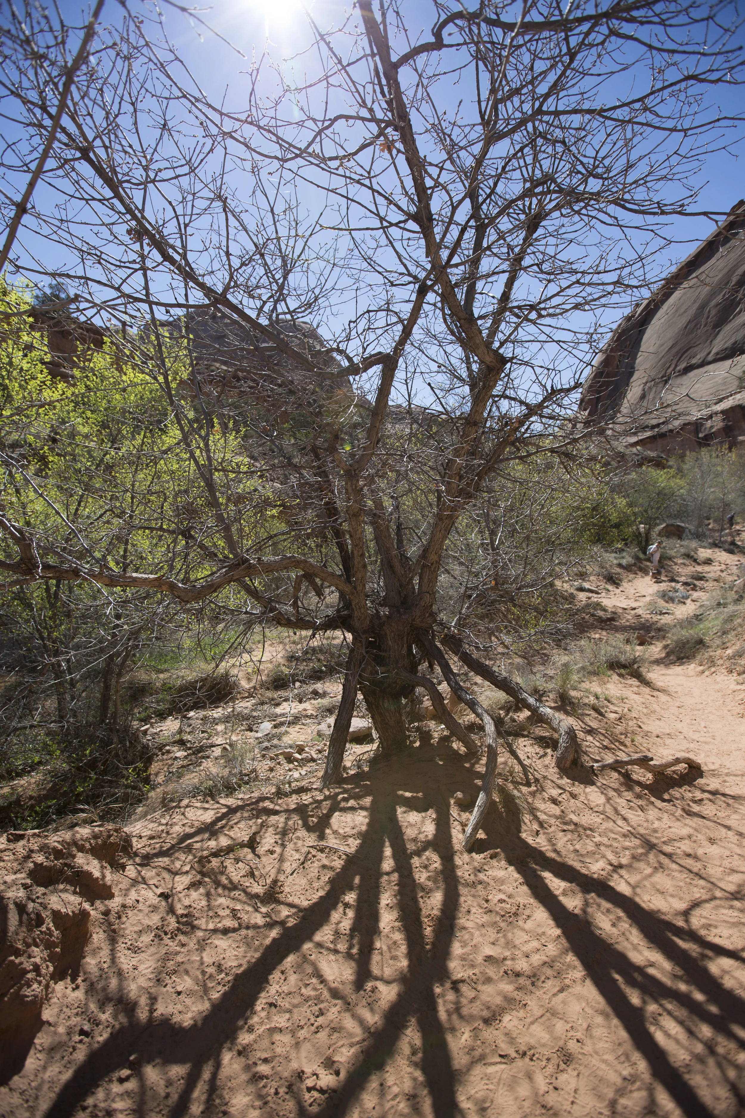 This tree is like life