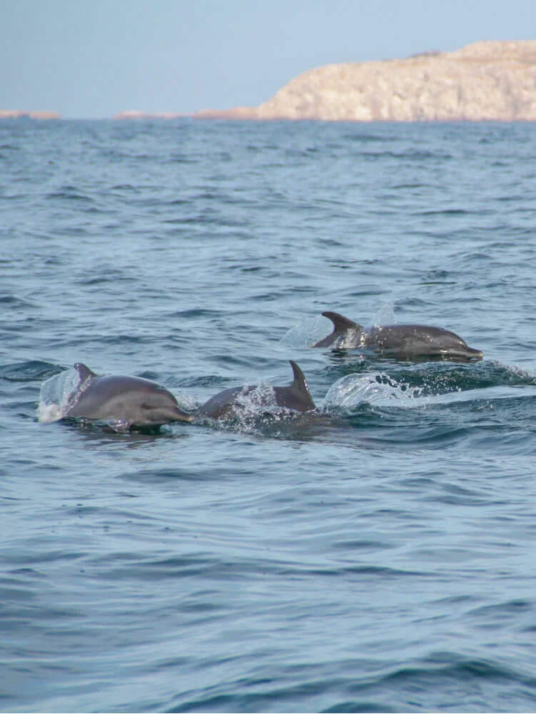 Marietas VA - dolphin.jpg