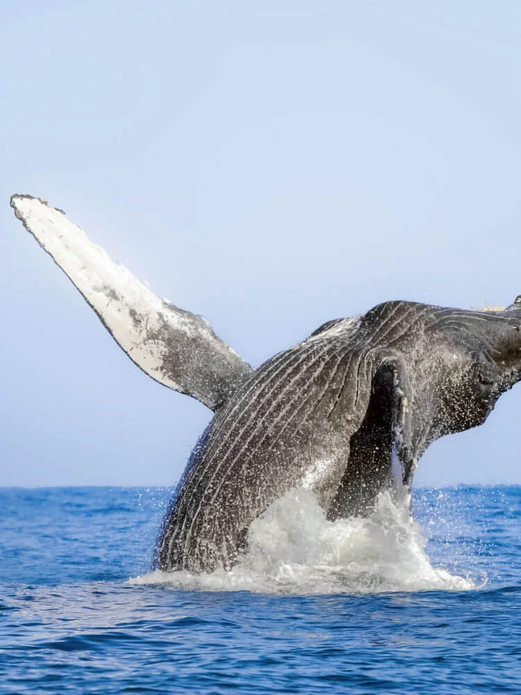 Marietas VA - whale.jpg