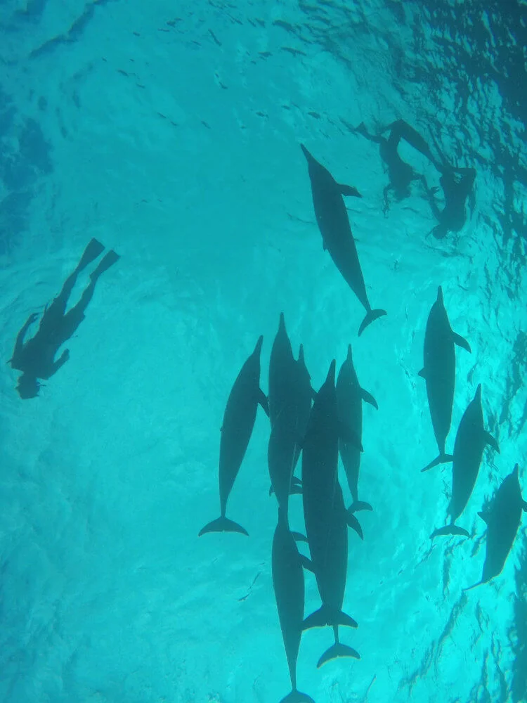 Swim with Wild Dolphins - above.jpg
