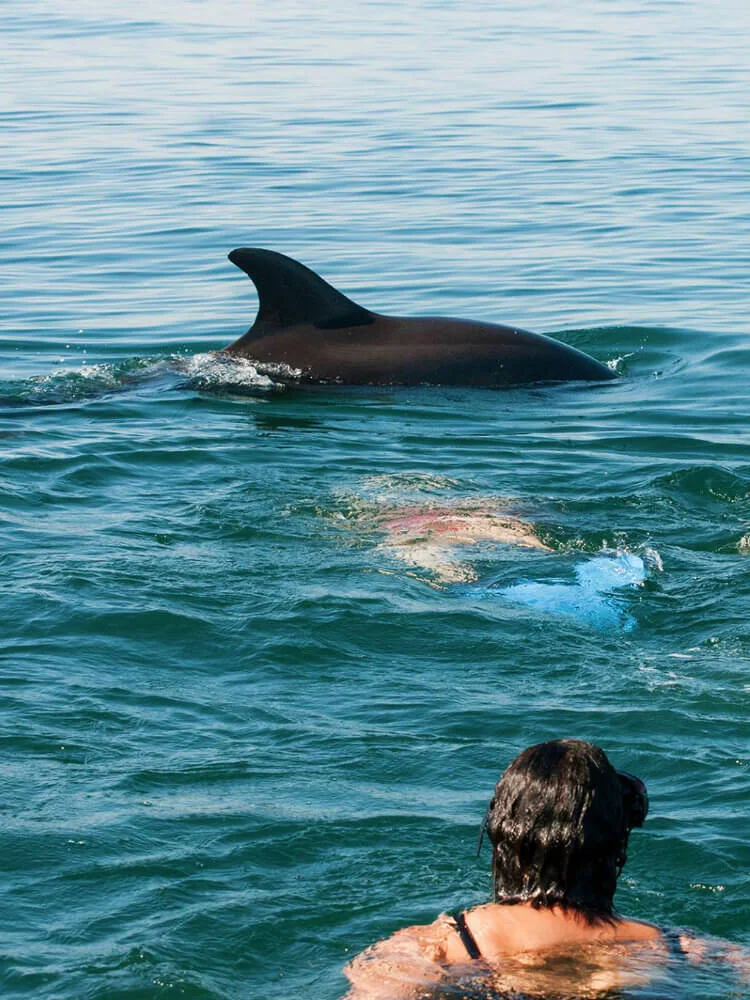 Swim with Wild Dolphins - fin.jpg