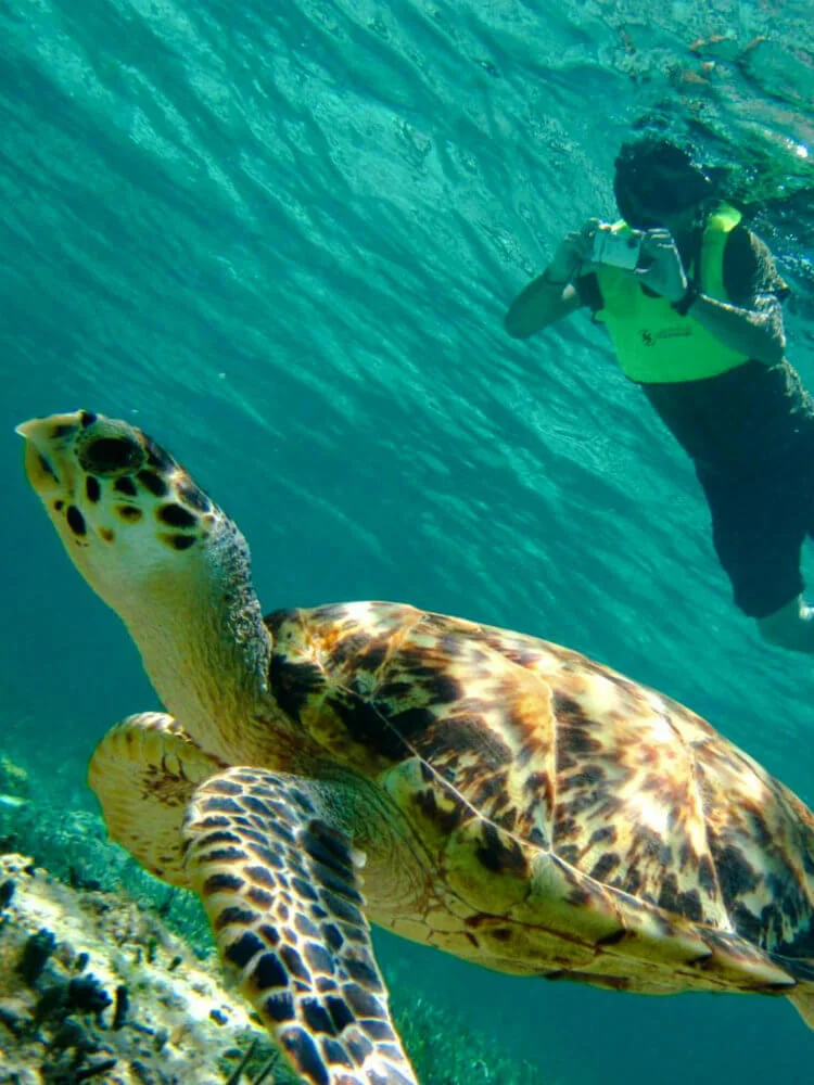 Los Arcos & Los Colomitos Snorkel - turtle.jpg
