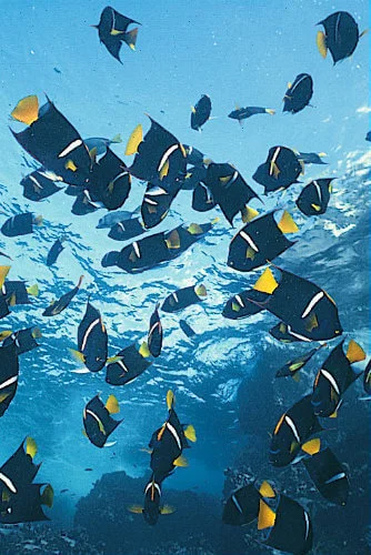 Los Arcos & Los Colomitos Snorkel Adventure - angel fish.jpg