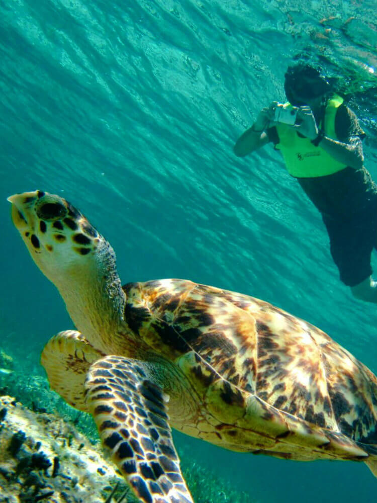 Los Arcos & Los Colomitos Snorkel - turtle.jpg