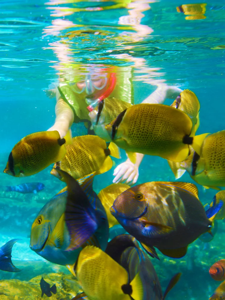 Snorkel Los Colomitos & Los arcos - Fish.jpg