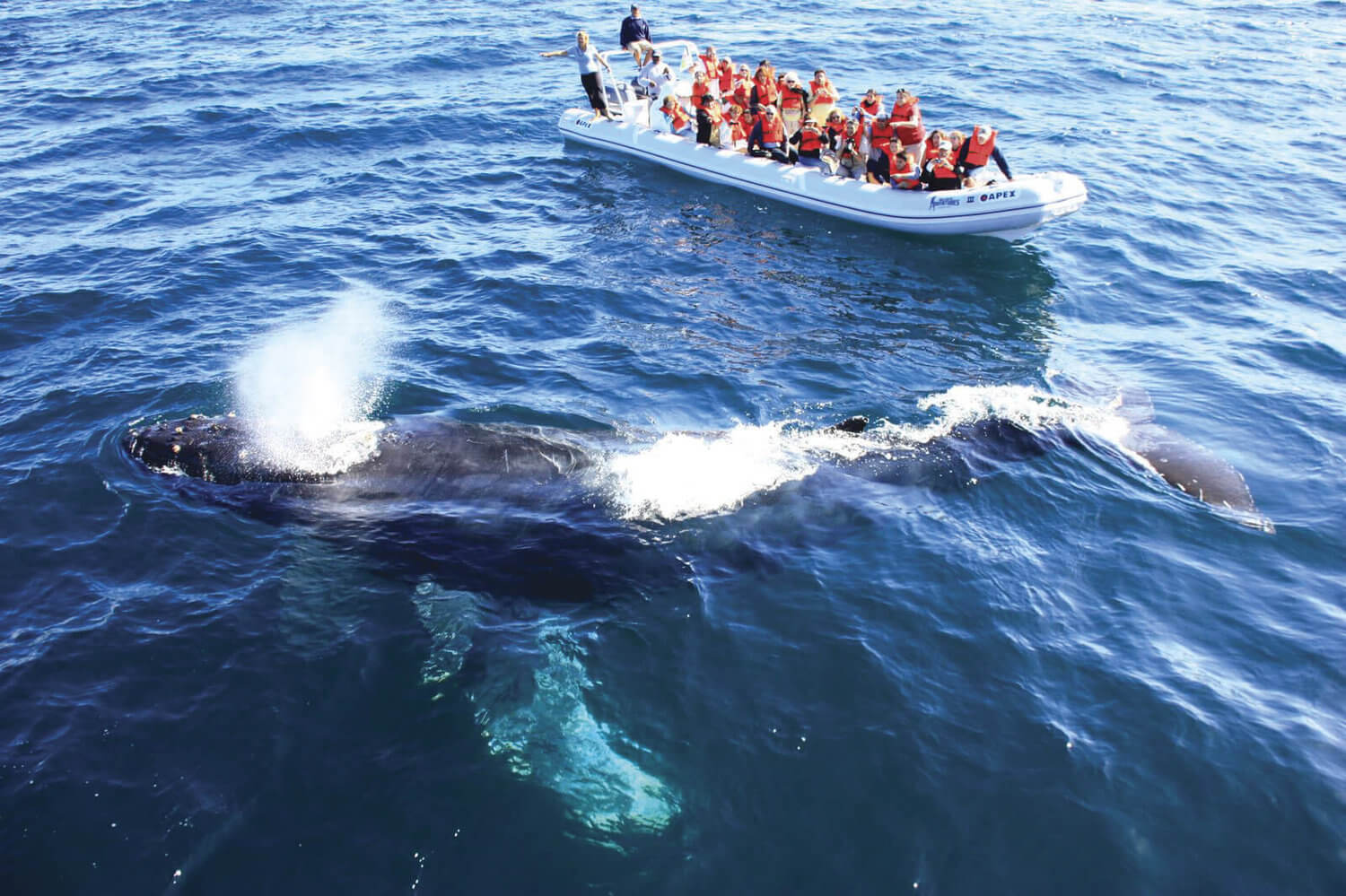   Things To Do On A Boat   Magestic whale watching tours   I wanna go!  