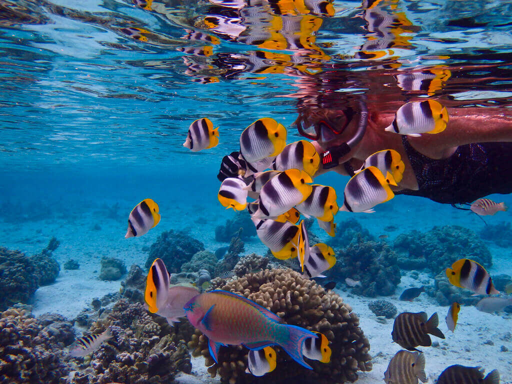   Things To Do Underwater   Epic snorkel tours   Explore colors  