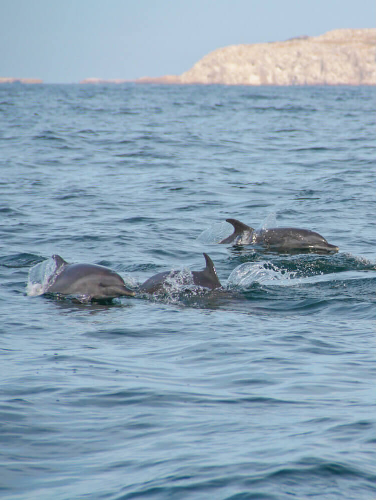 Marietas VA - dolphin.jpg