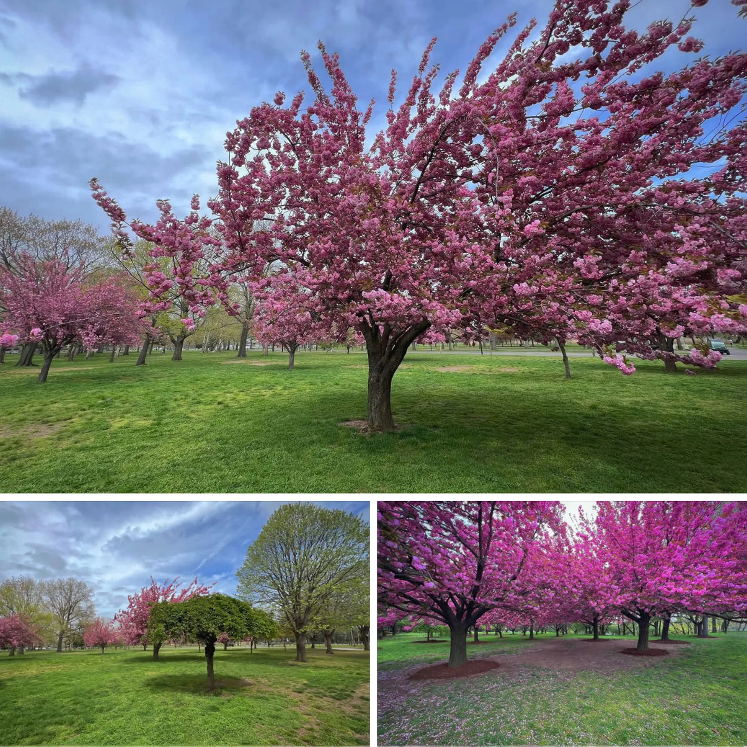 IMG_4542 Cherry Blossom FMP copy.jpg