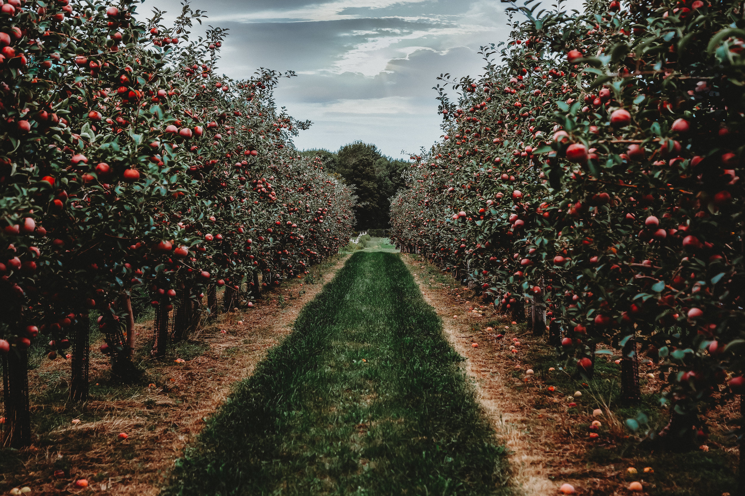 Orchard.jpg