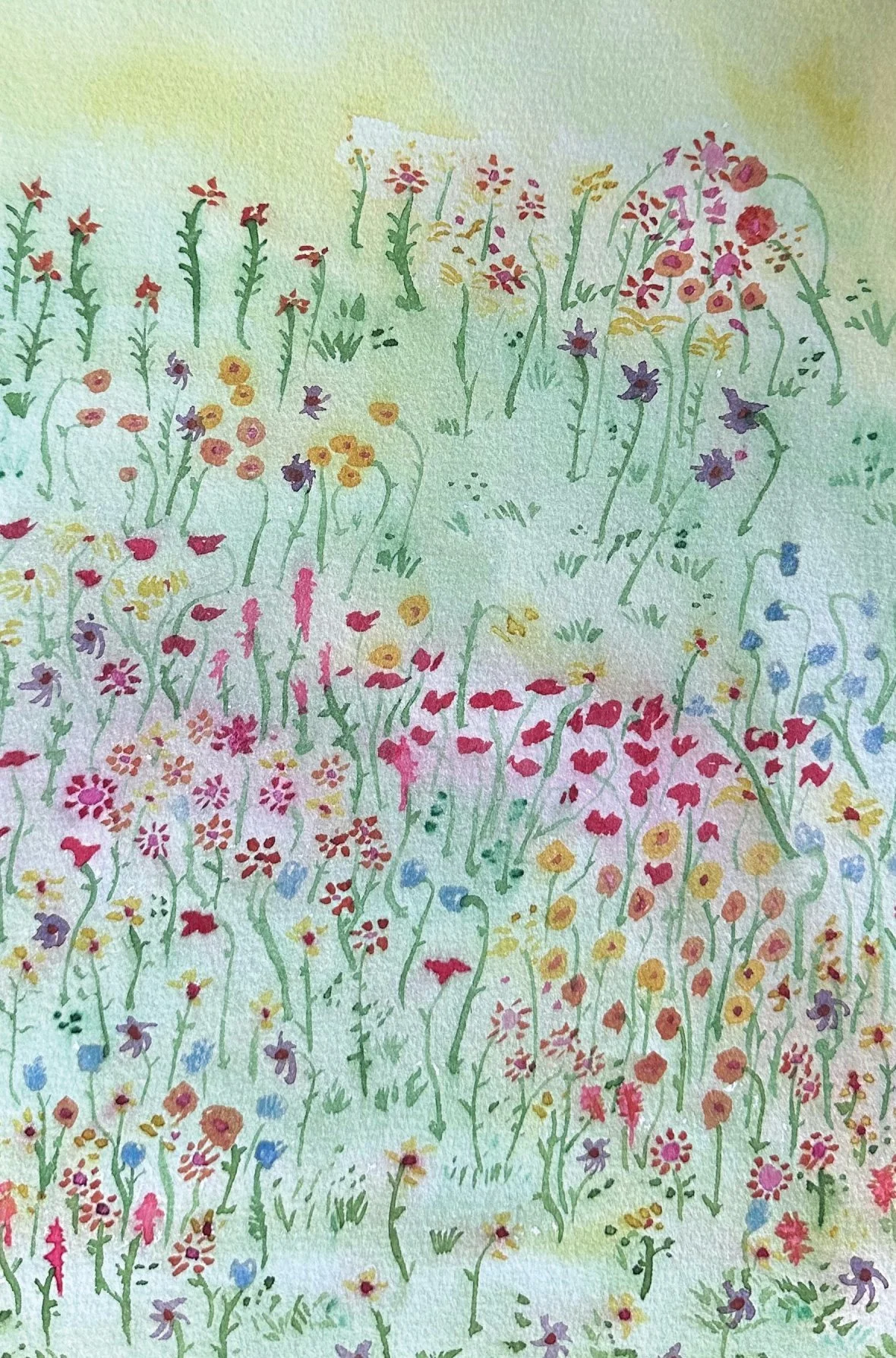 field of flowers.jpeg