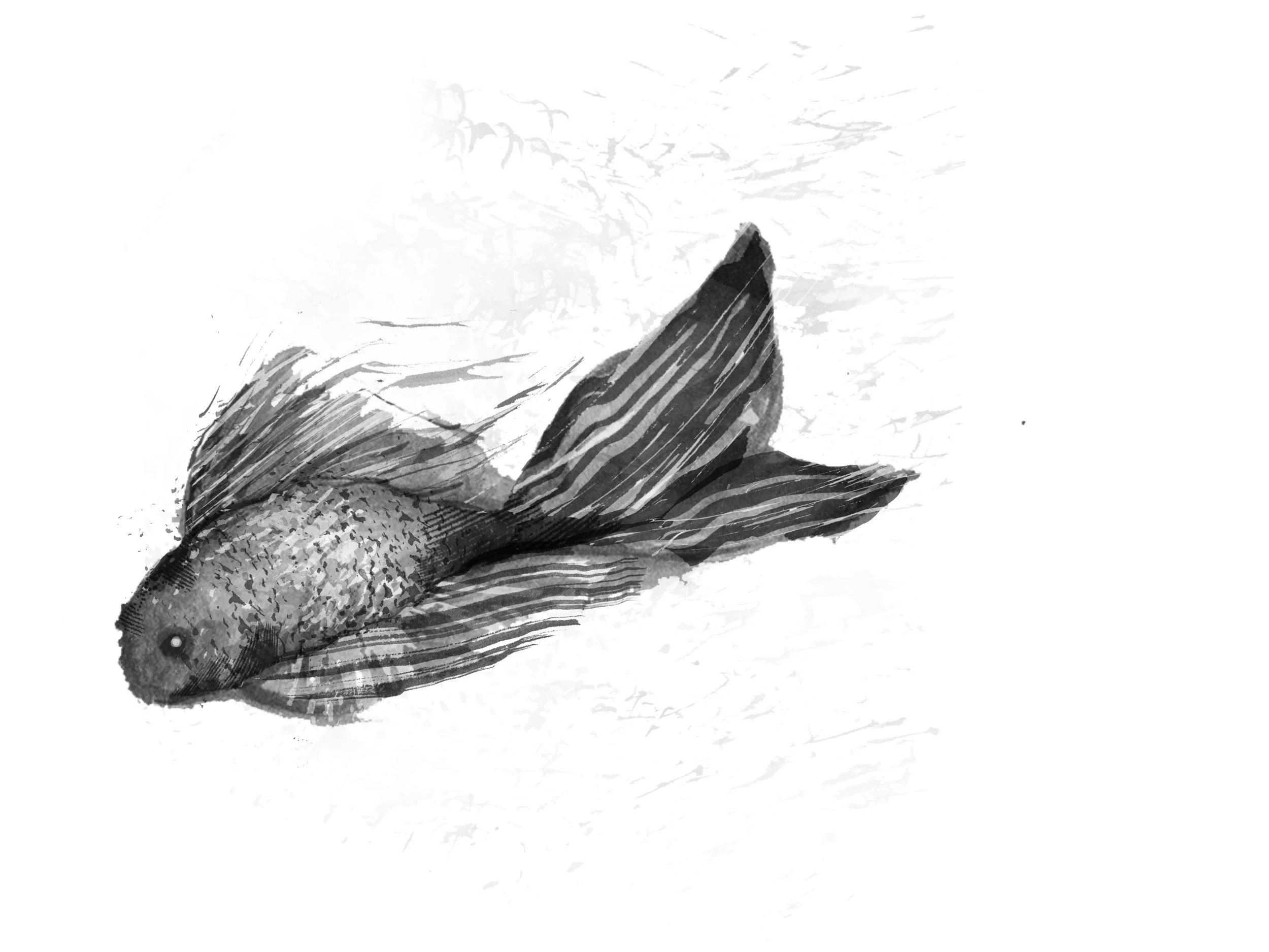 Fish.jpg