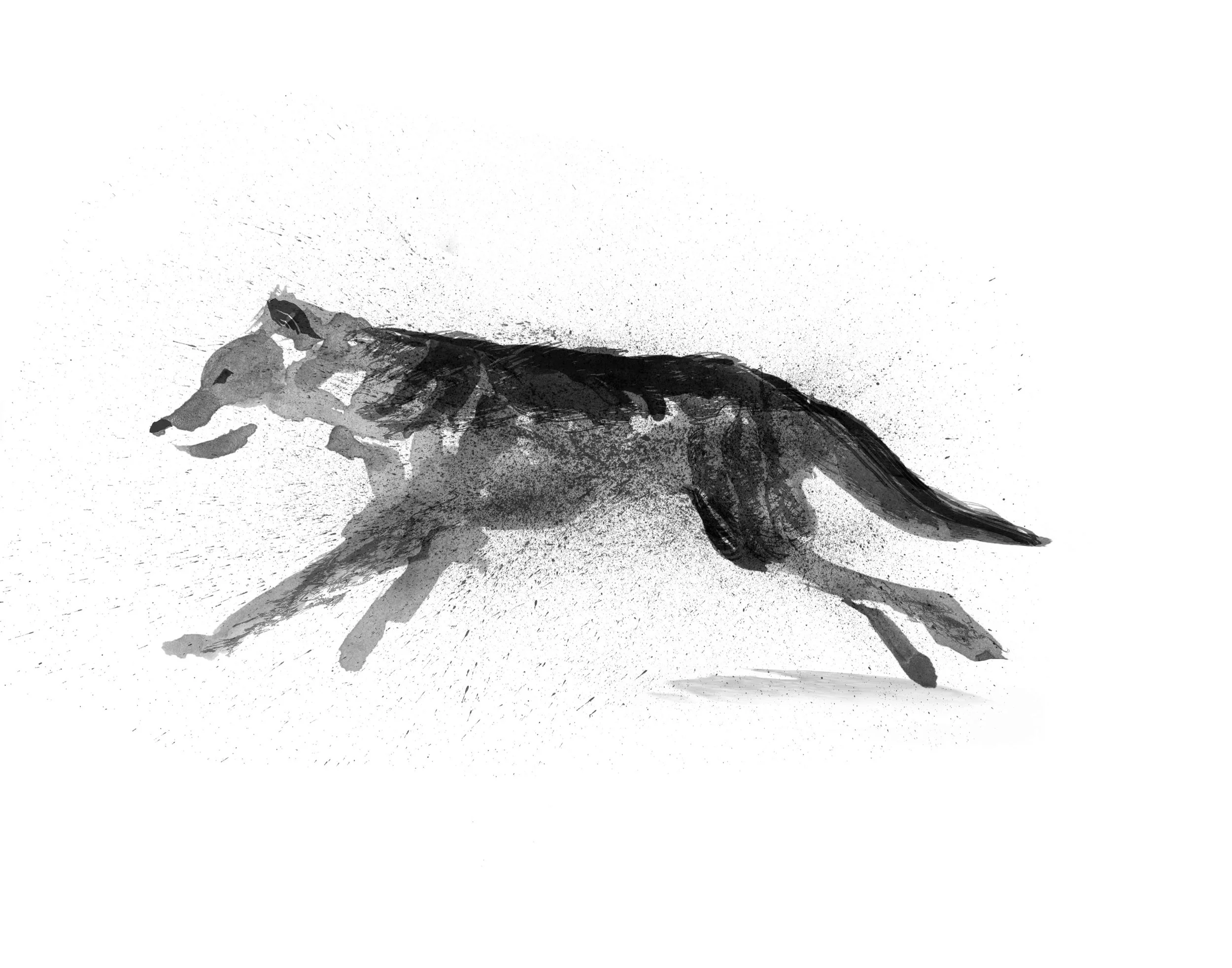 wolf.jpg