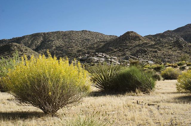 Take me back! I'm still basking in the afterglow of a weekend in Joshua Tree... whenever you step out of nature and back into screen-filled daily life, the transition can be jarring (for me at least). Photos help though... this pic will serve as toda