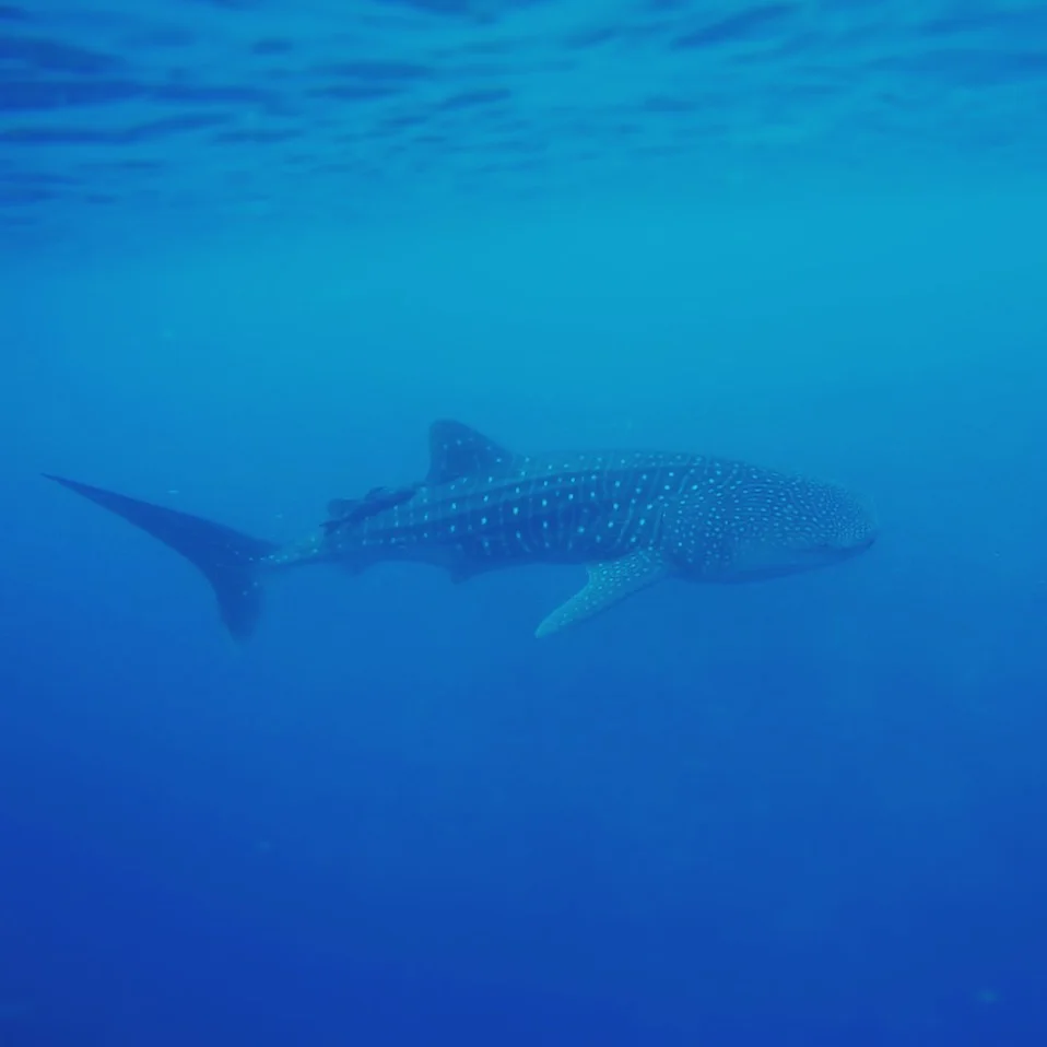 "whale shark "