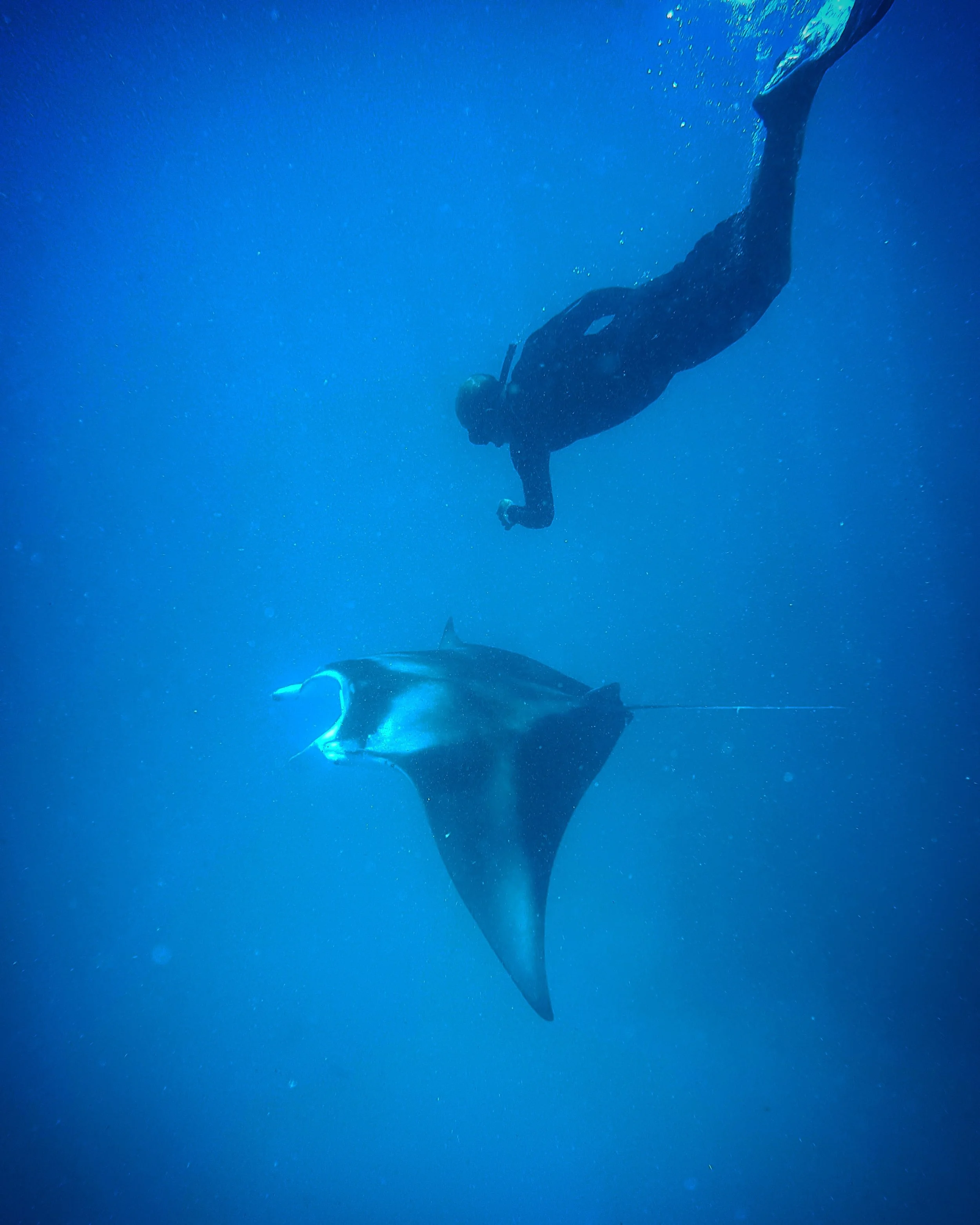 A DIVER AND AND A MANTA RAY 