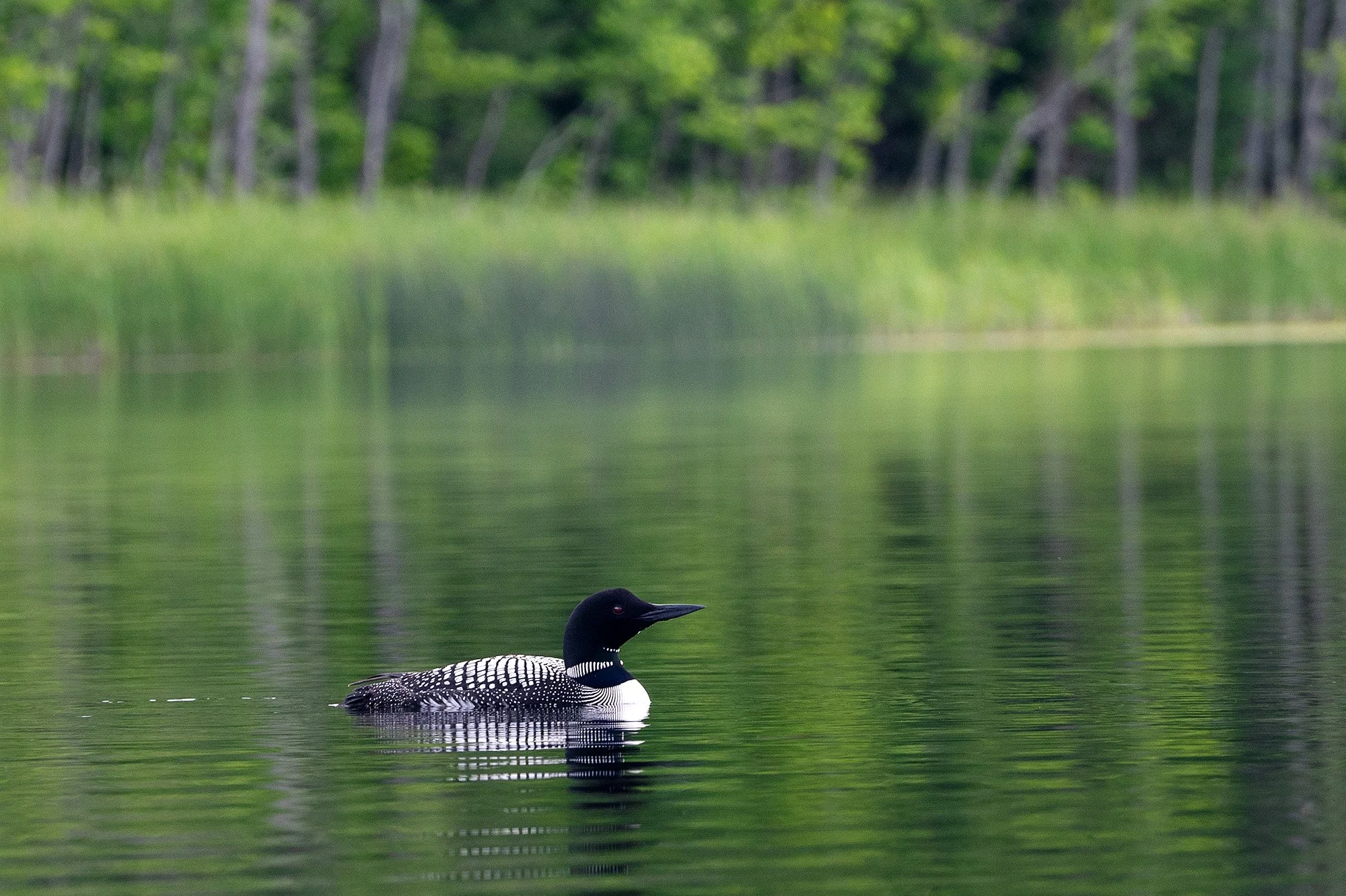 BWCA_JNelson.jpg