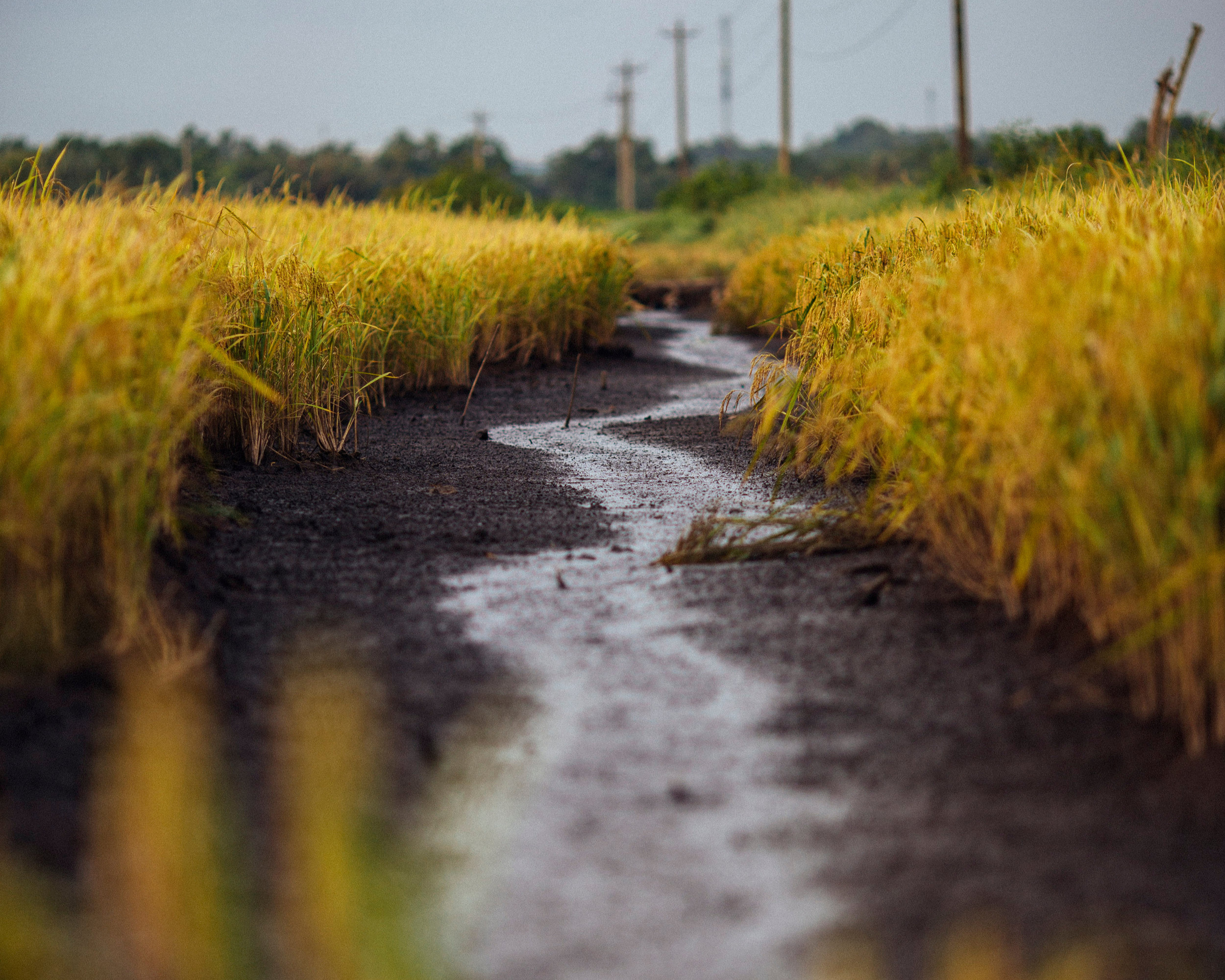 Canva+-+Pathway+Surrounded+by+Yellow+Grass.jpg