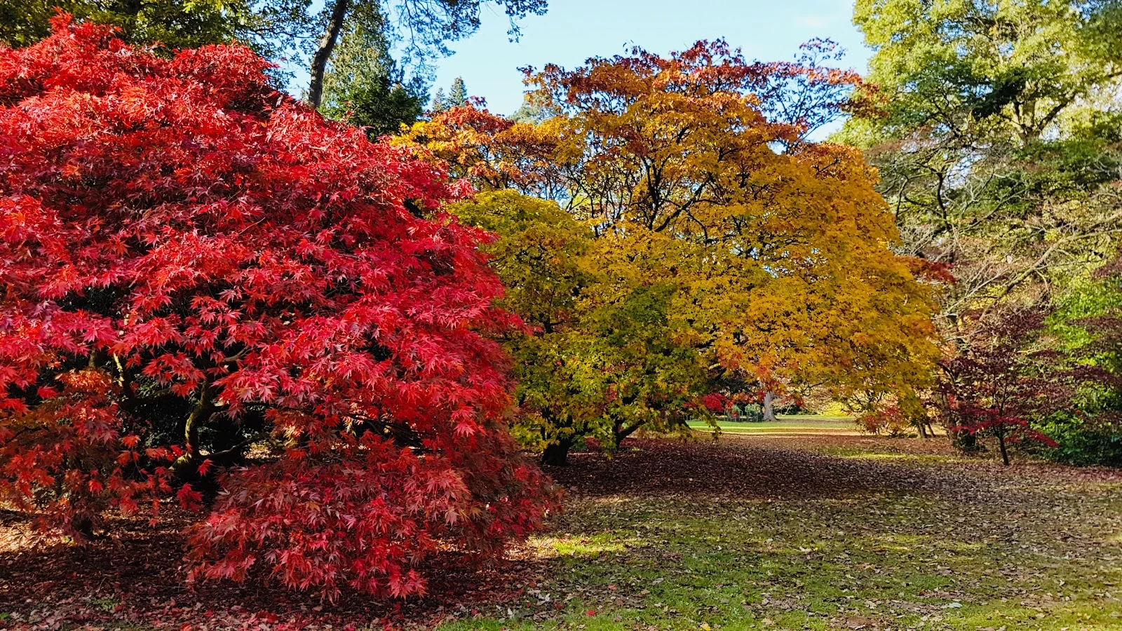 bath this autumn trees.jpg