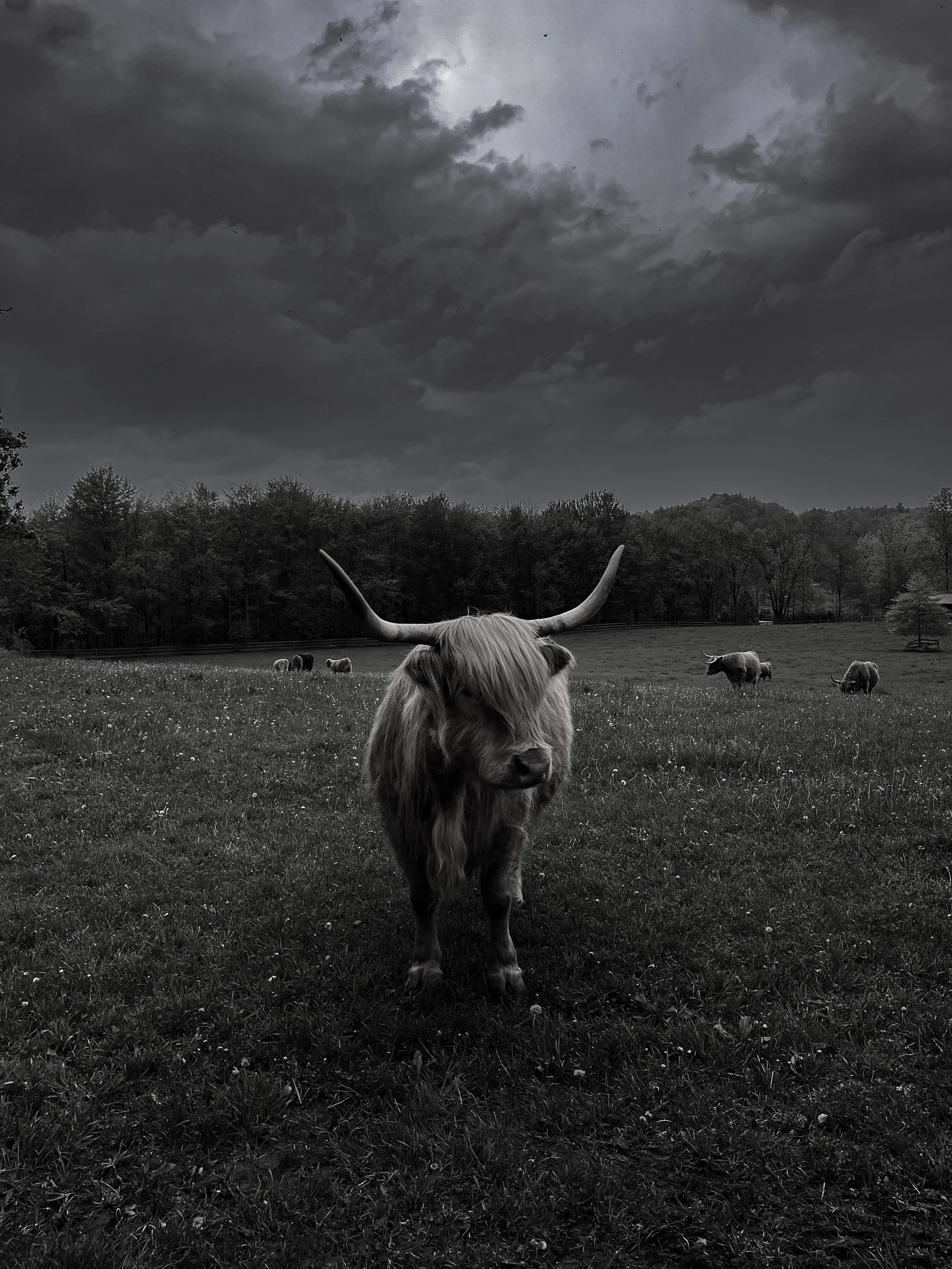 Highland-Cows-by-Jeff-Rojas-01.JPG
