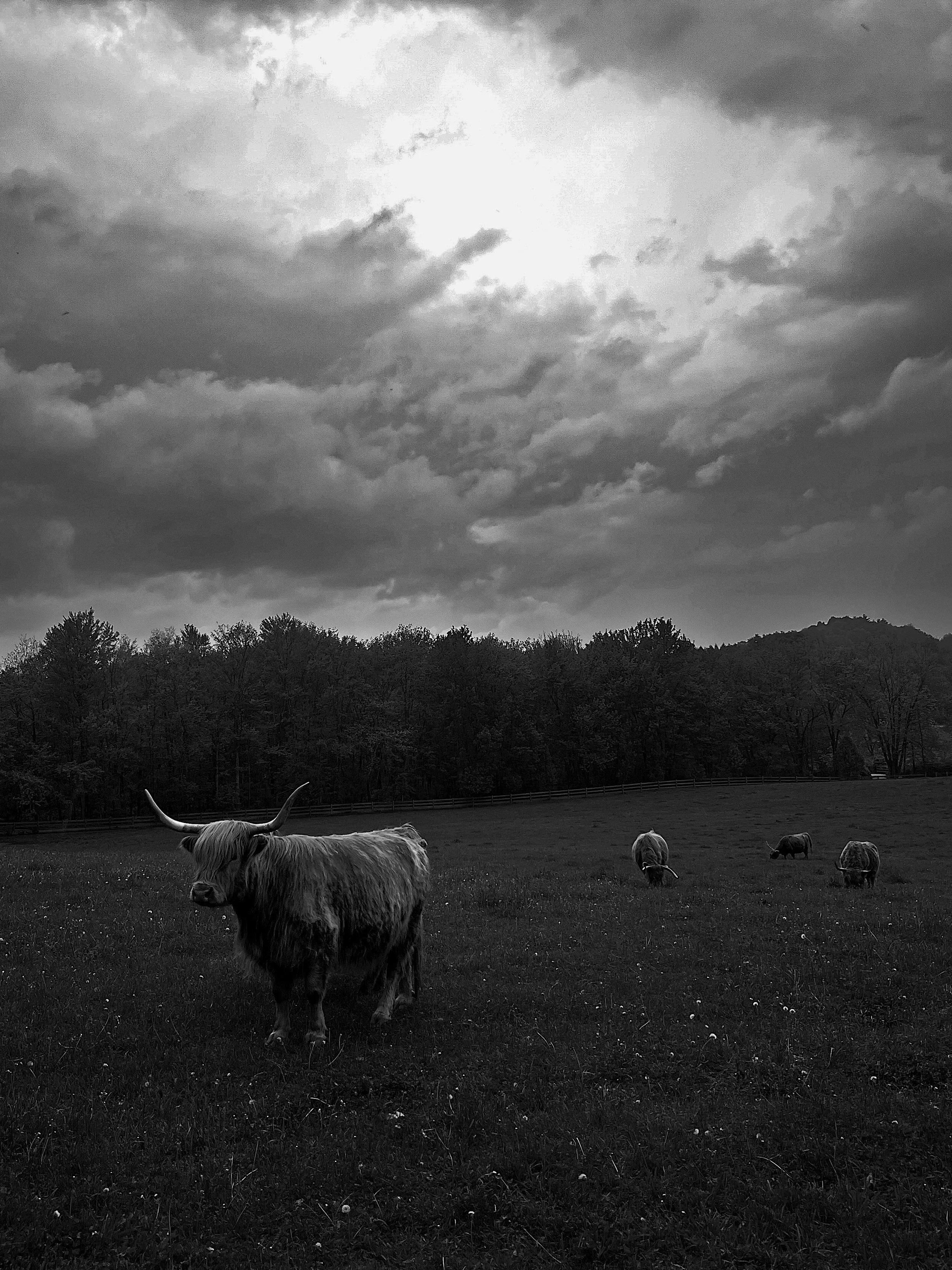 Highland-Cows-by-Jeff-Rojas-05.JPG