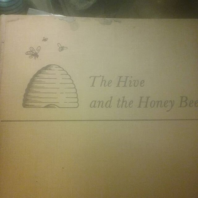 day off dealing with my queen. she dont like the cold.also washing #wombatinthirroul #wombatthirroul #beehive #honey #bees