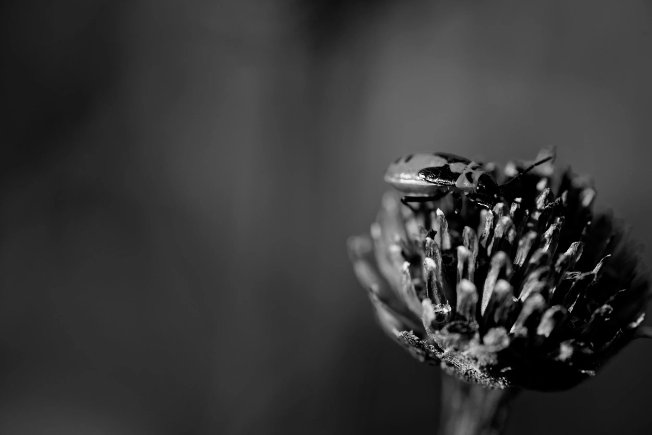 37607991682_e4ba410d7c_o.jpg